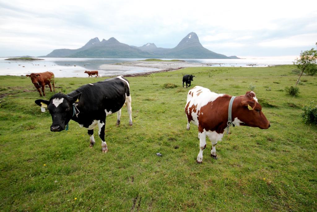 Topcamp Havblikk - Helgeland Nesna ภายนอก รูปภาพ